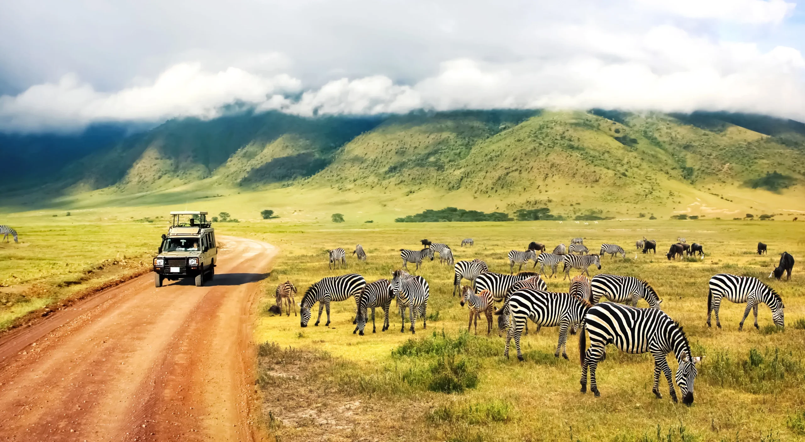 Kenya Tour Package. Zebra Grazing.