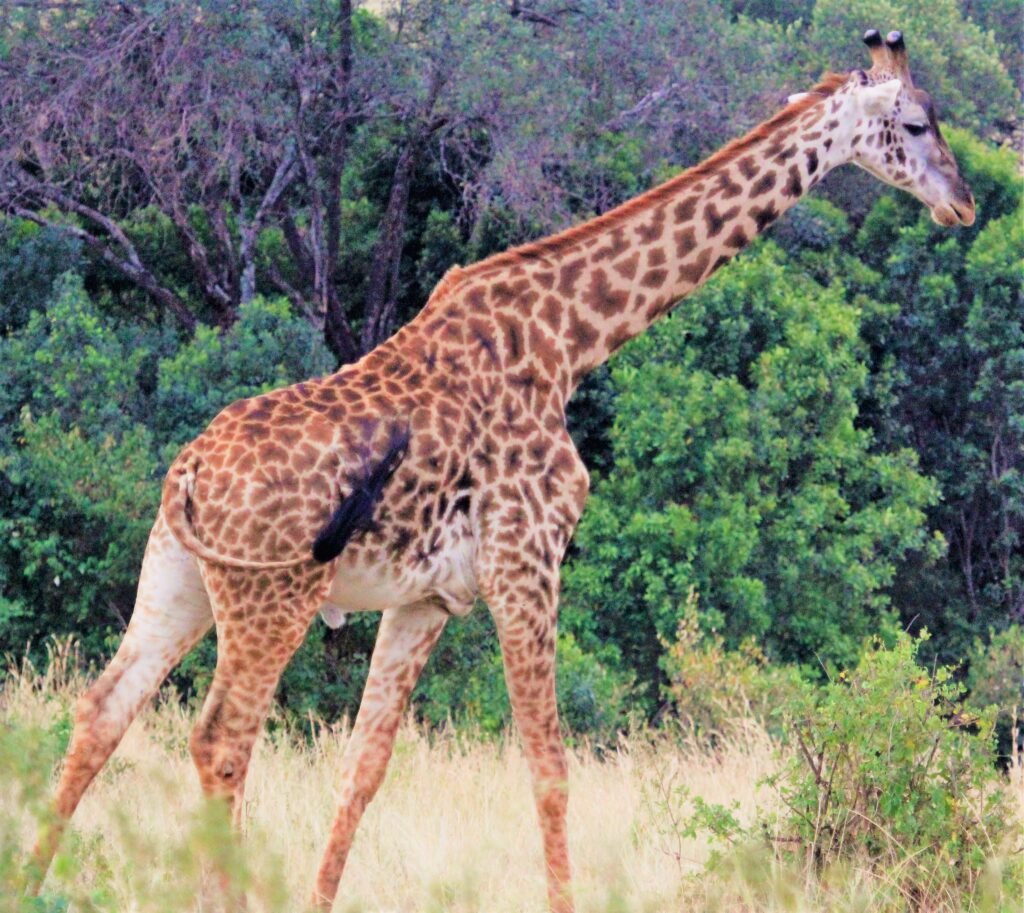 mesmerising-tanzania